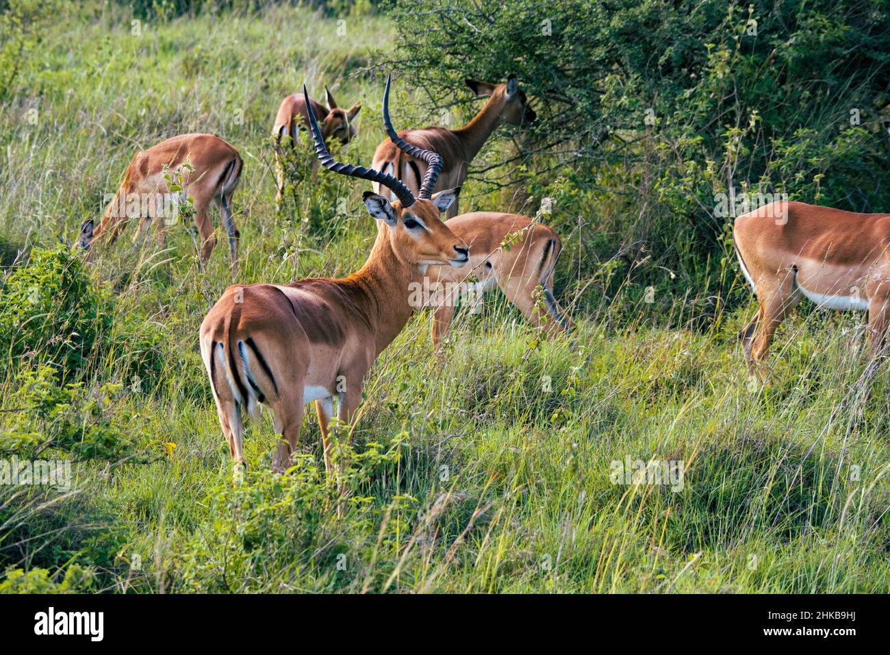 Vue d'un antilope d'impala mâle qui observe ses femelles paître dans les prairies de savane du parc national de Nairobi près de Nairobi, Kenya Banque D'Images