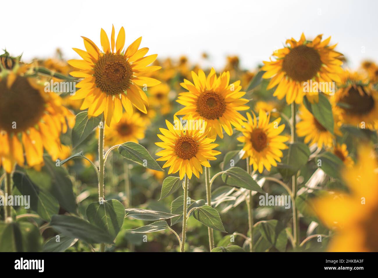 Tournesols dans le champ agricole.Tournesols jaunes fleuris en saison Banque D'Images