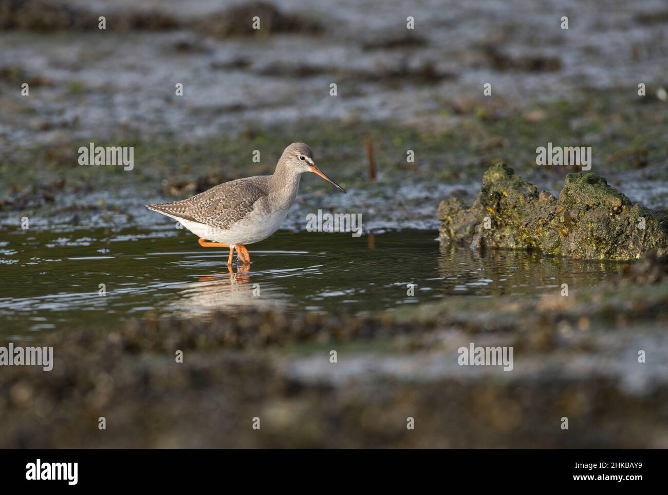 Queue rouge tachetée (Tringa erythropus) se trouvant le long d'un ruisseau dans des flaques, dans la lumière du matin. Banque D'Images