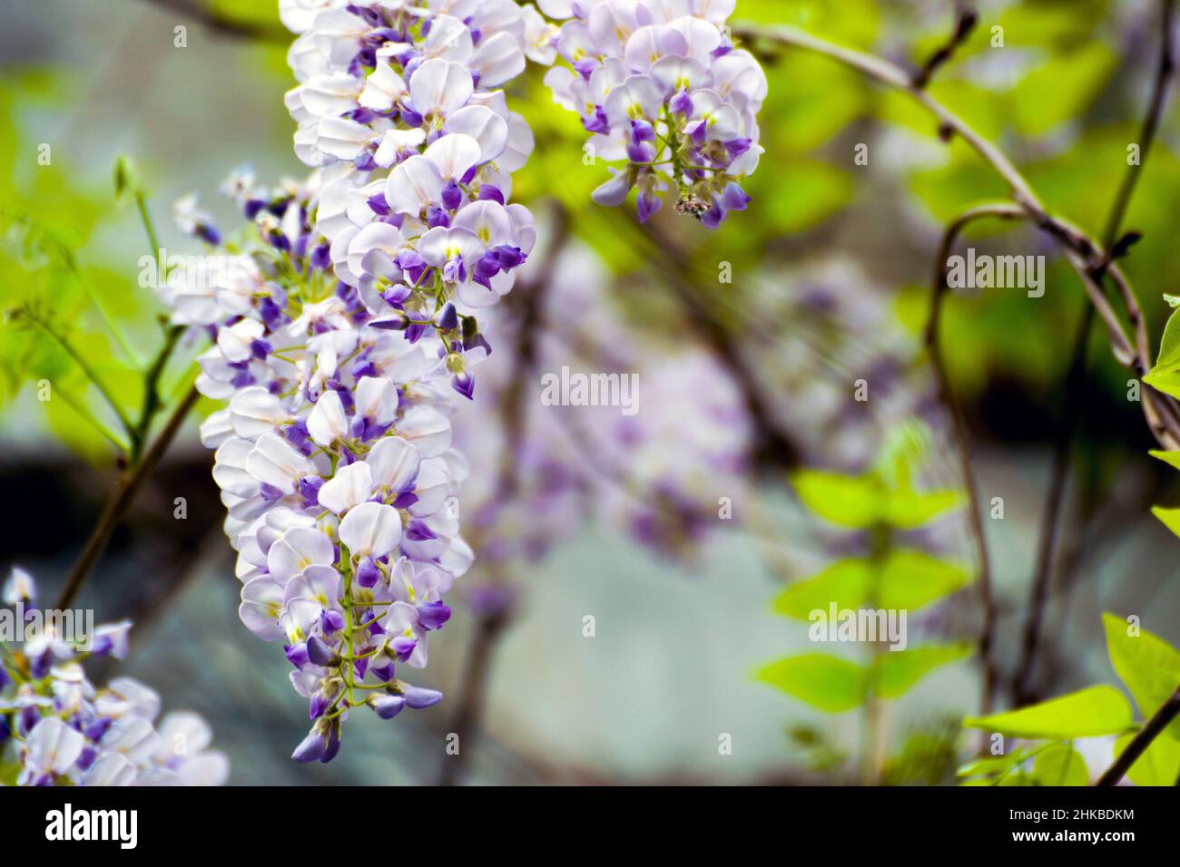 La wisteria pourpre, un arbuste ornemental grimpant avec des grappes suspendues de fleurs bleuâtre-lilas pâle. Les fleurs sont parfumées, avec des senteurs doux et musqués. Banque D'Images