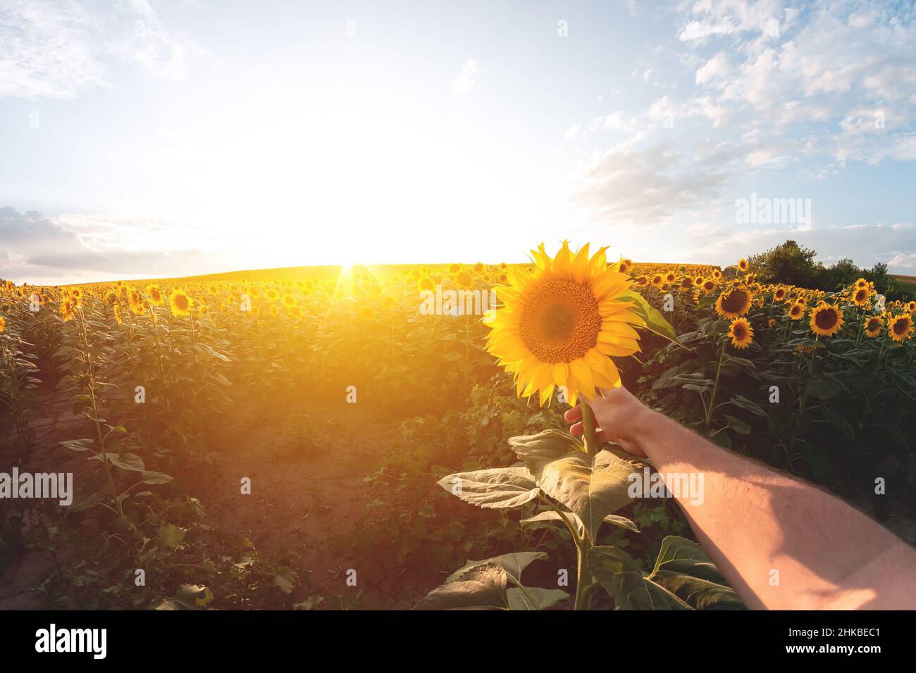 Pictue de champ de tournesol le matin ou le soir.Main de l'homme tenant une fleur.Le soleil brille dans le ciel au coucher du soleil ou au lever du soleil.Vue incroyable Banque D'Images