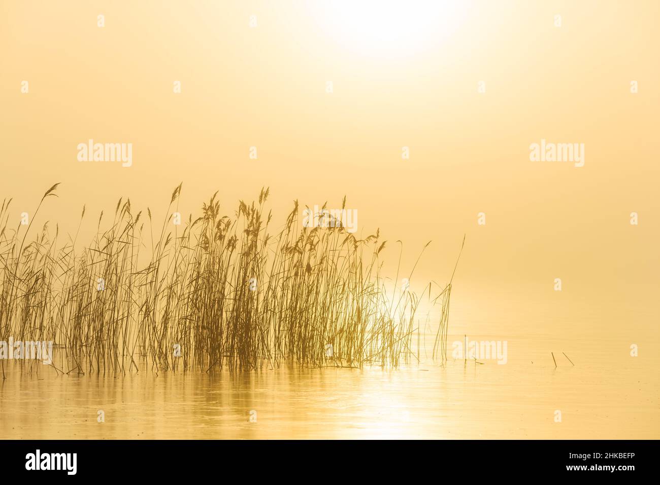 Roseaux dans le lac brumeux au lever du soleil Banque D'Images