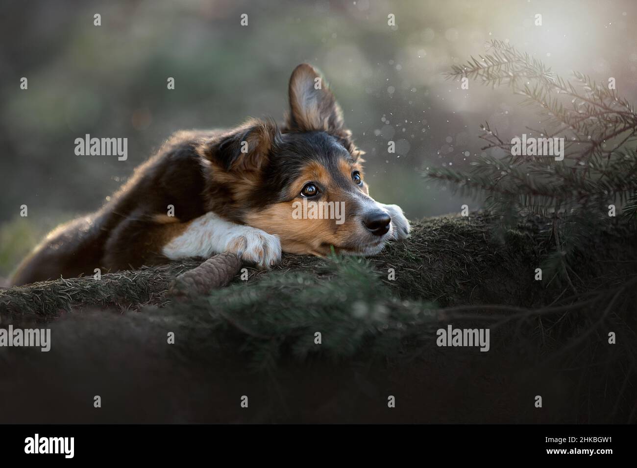 Portrait d'une belle bordure Collie dans les rayons du coucher du soleil.Un chiot Collie frontière est couché sur une bûche. Banque D'Images