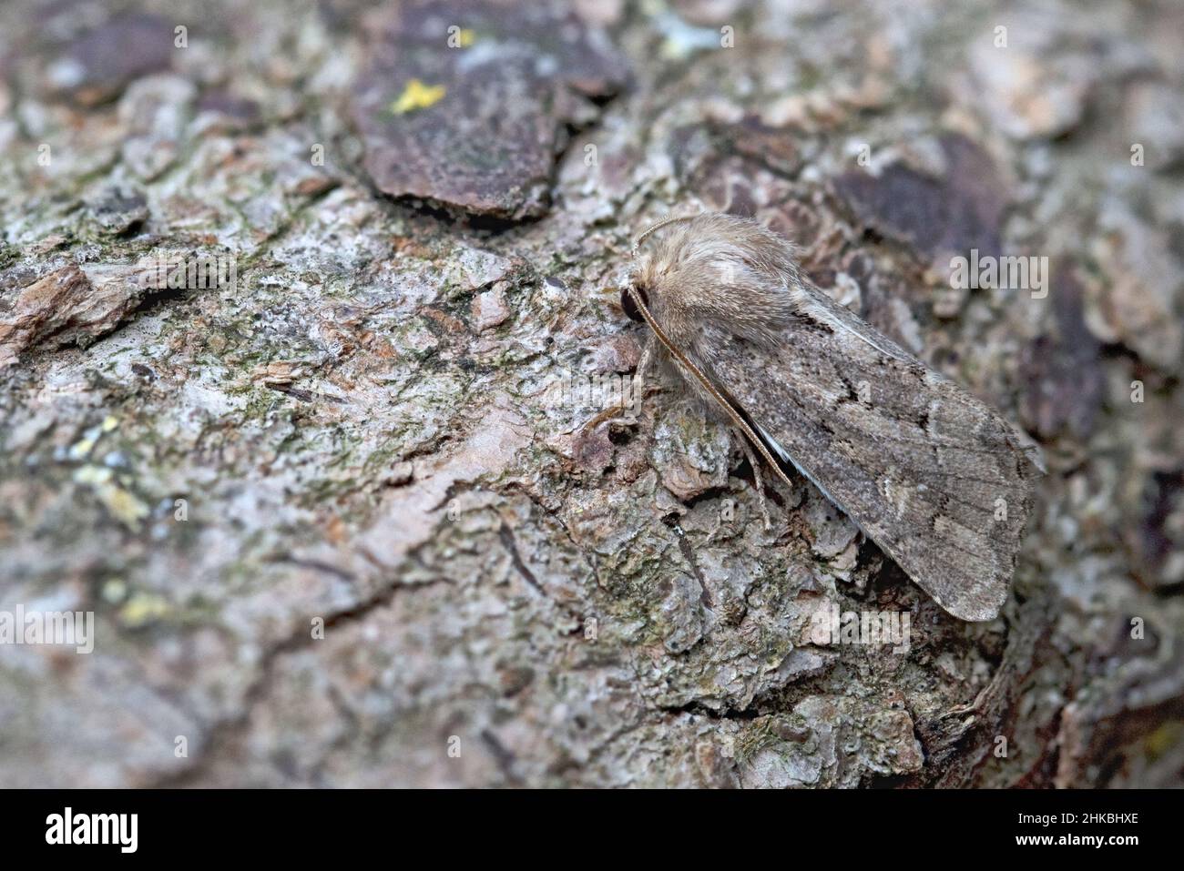 Fluwud Rustic (Luperina testacea) Norfolk UK GB août 2020 Banque D'Images