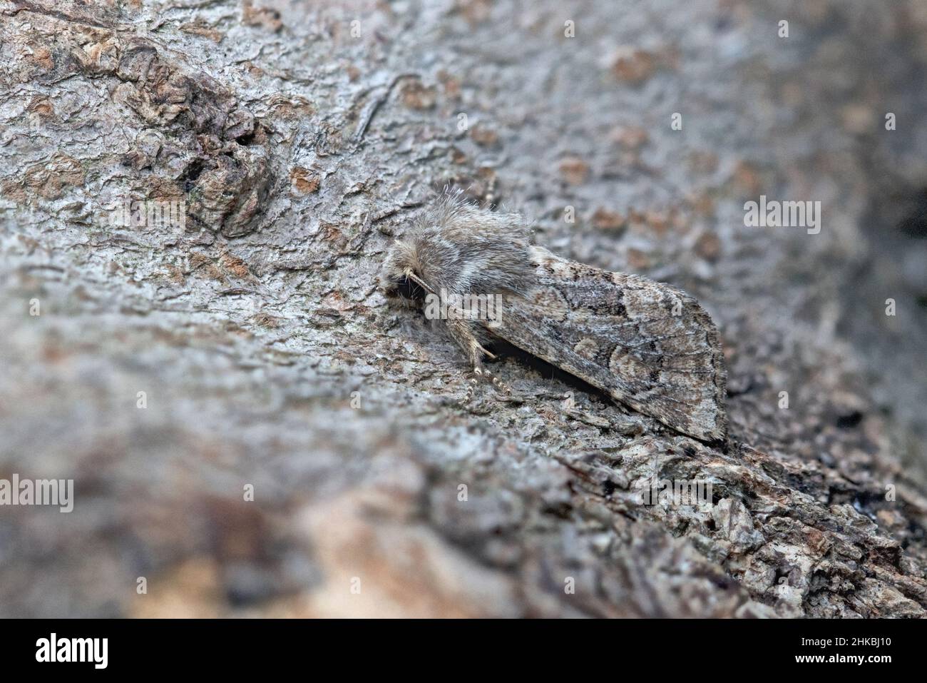 Fluwud Rustic (Luperina testacea) Norfolk UK GB août 2020 Banque D'Images