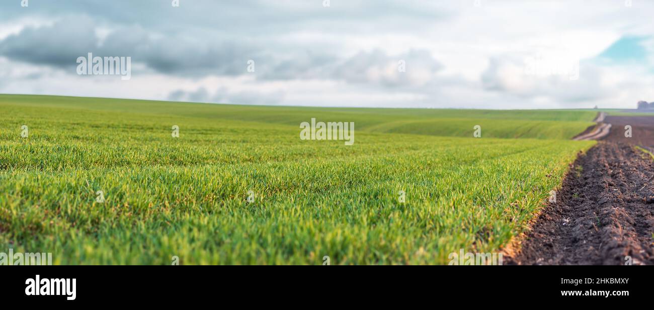 Pousses de blé d'hiver sur un grand champ agricole.Terrain de ferme avec nuages pluvieux fond Banque D'Images