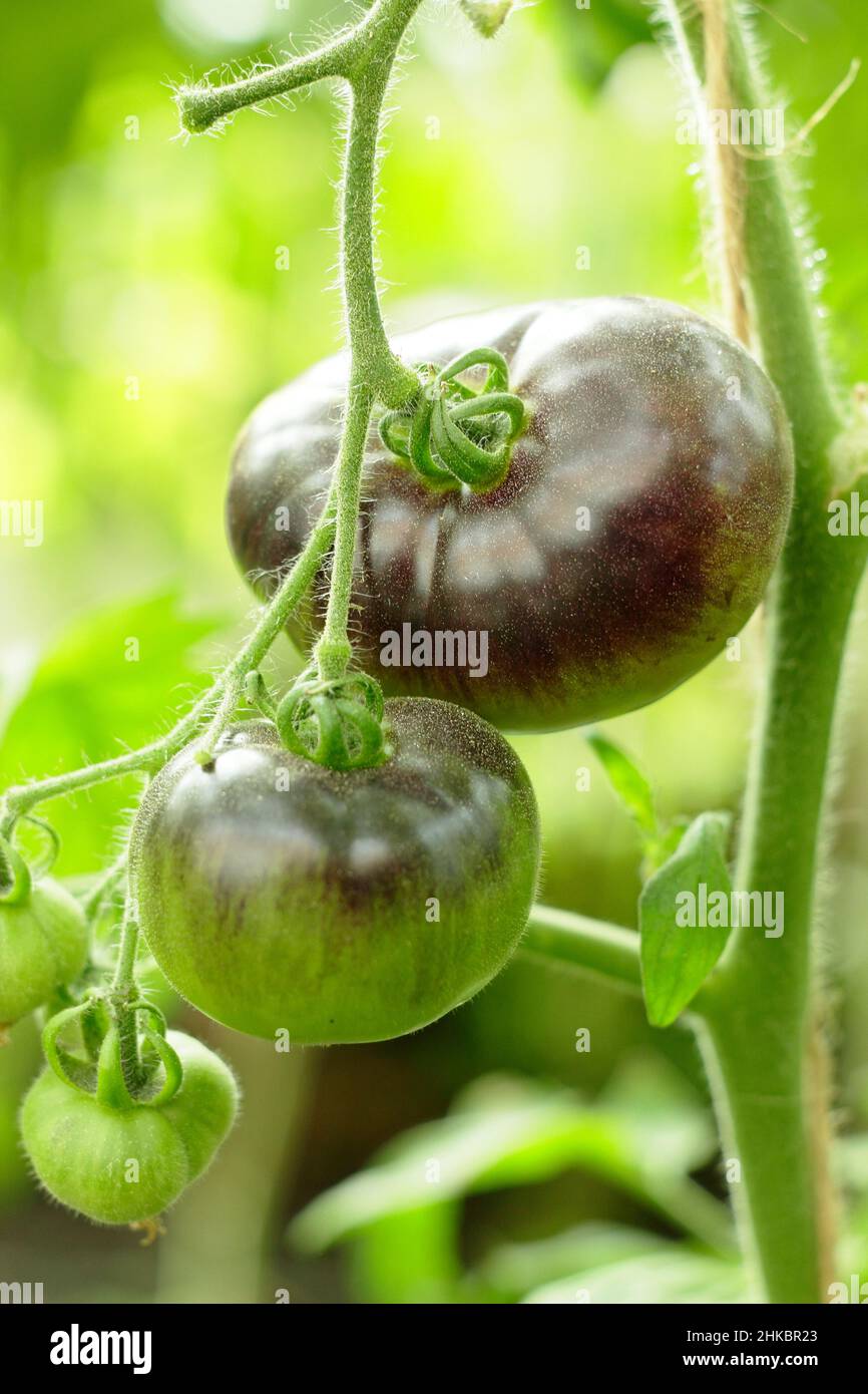 Tomate « Blue Bayou » mûrissant sur la vigne.Solanum lycopersicum.ROYAUME-UNI Banque D'Images