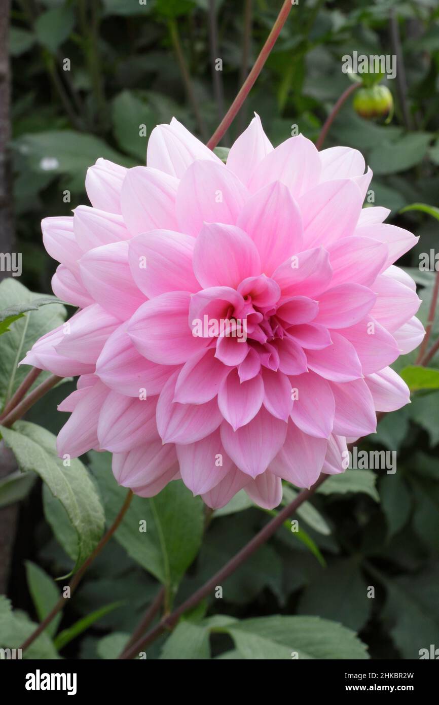 Dahlia Perle de Heemstede, petite dahlia aux nénuphars avec coloration rose argentée.ROYAUME-UNI Banque D'Images