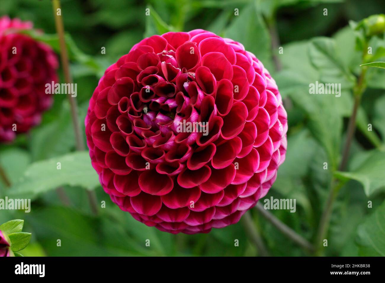 Dahlia 'Amy Cave', petite boule rouge-violet foncé Dahlia flower.UK Banque D'Images