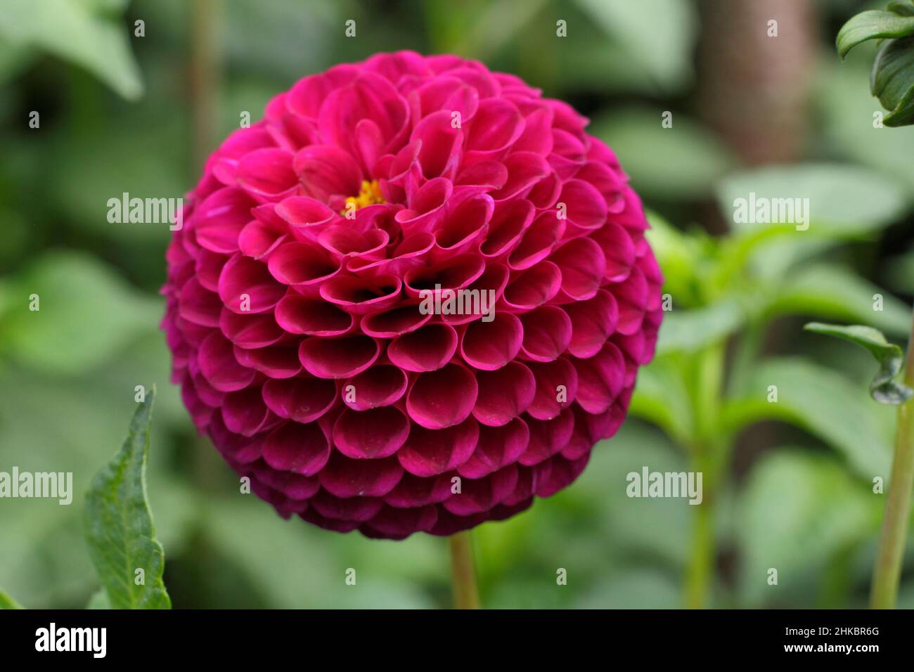 Dahlia 'porte place', pompon violet foncé dahlia.ROYAUME-UNI Banque D'Images