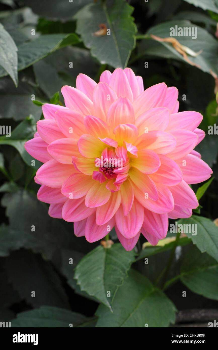 Dahlia 'la rareté de Ken', assez bicolore de type dahlia.ROYAUME-UNI Banque D'Images