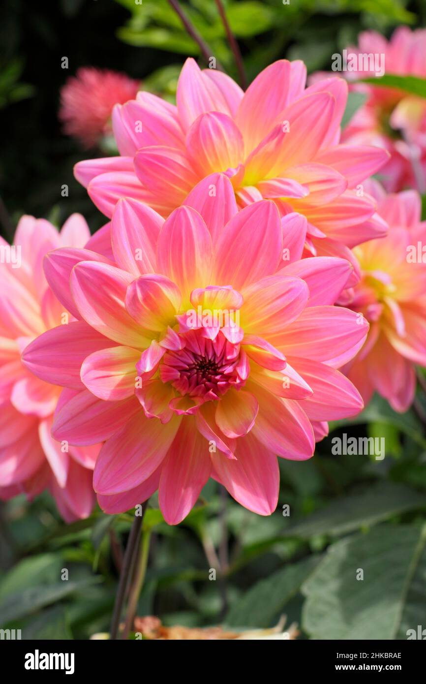 Dahlia 'la rareté de Ken', assez bicolore de type dahlia.ROYAUME-UNI Banque D'Images