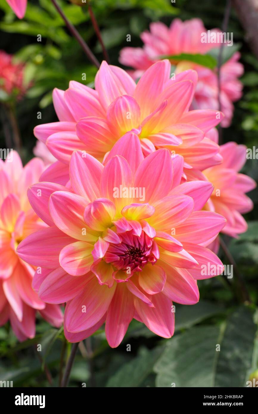 Dahlia 'la rareté de Ken', assez bicolore de type dahlia.ROYAUME-UNI Banque D'Images