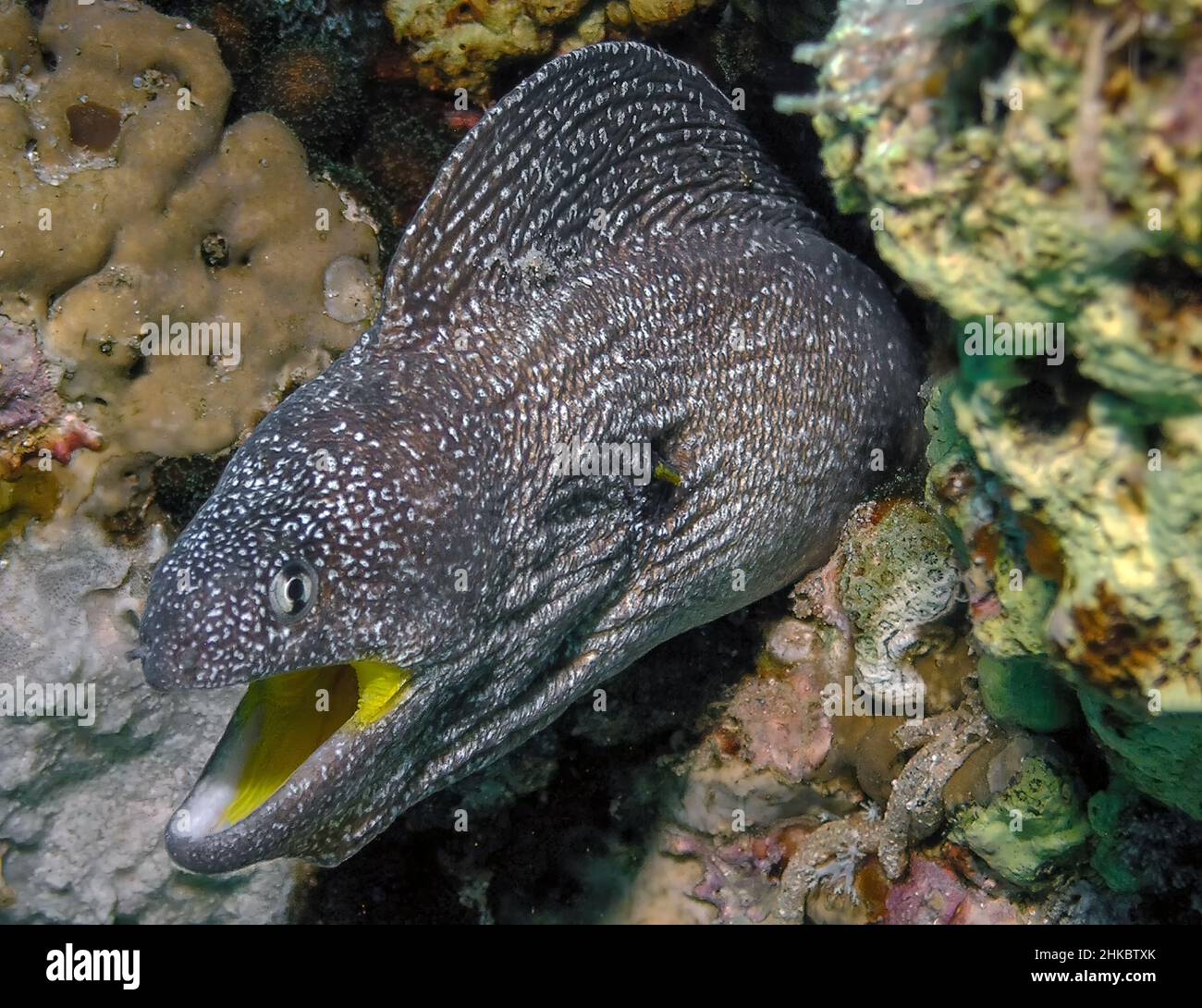 Yellowmouth Moray (Gymnothorax nudivomer) dans la mer Rouge Banque D'Images