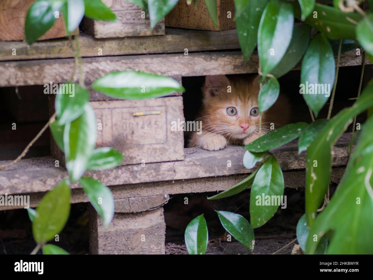 Un chaton rouge, jouant dans des palettes empilées Banque D'Images