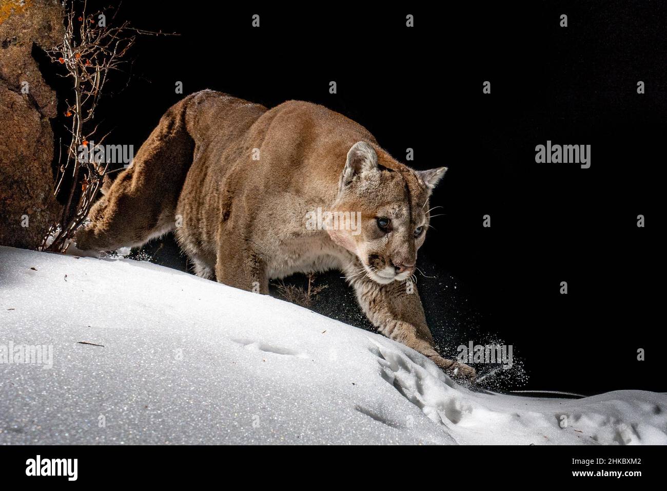 Colorado Mountain Lion capturé avec un appareil photo reflex numérique piège marcher dans la neige Banque D'Images