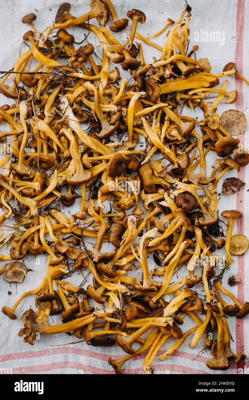 Faire un entonnoir de chanterelles sur un torchon Banque D'Images