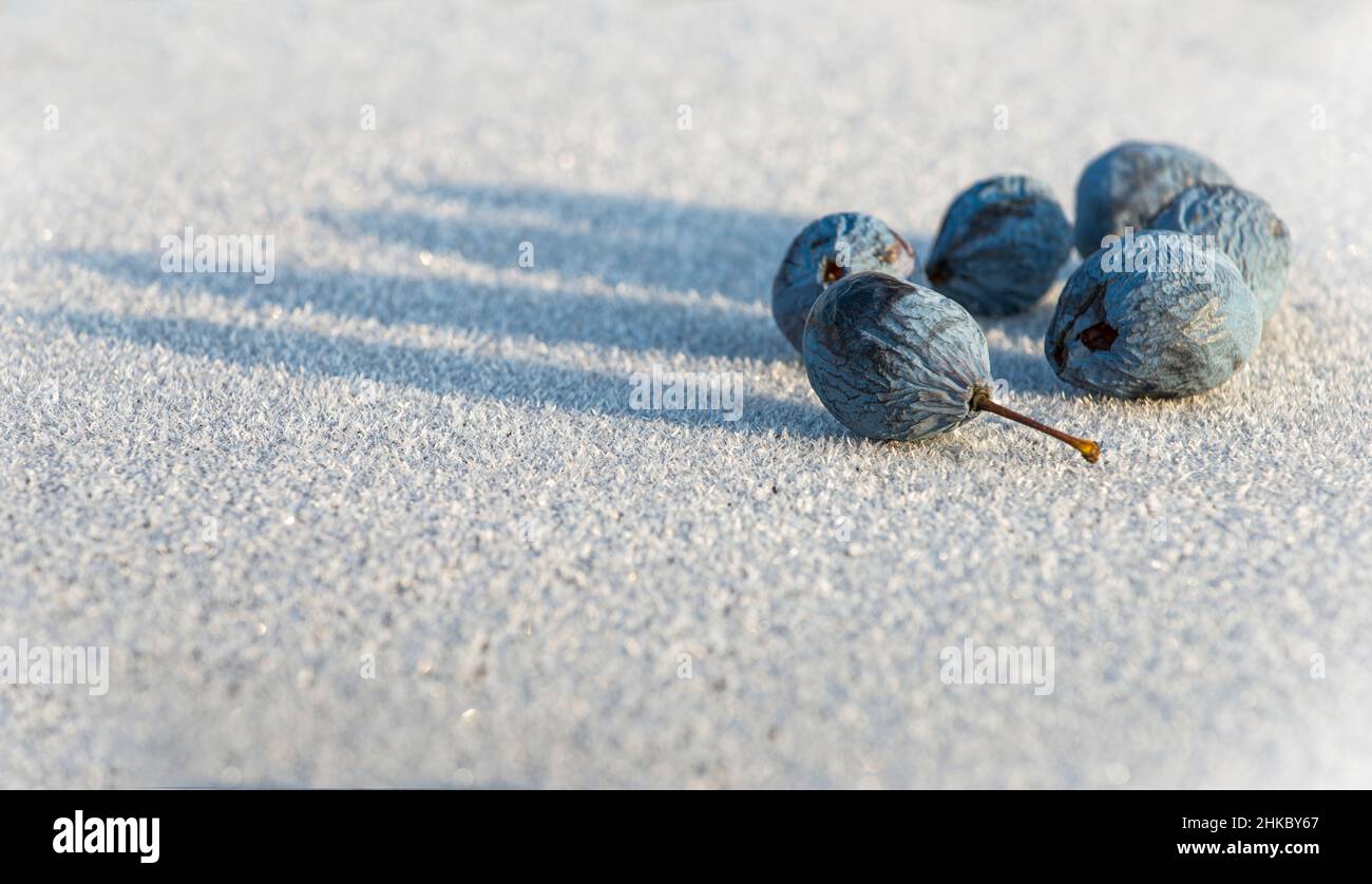 Prunes de récolte tardive, à la surface couverte de rime, avec de longues ombres, de la lumière de l'aube Banque D'Images