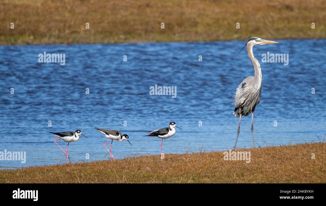 Un seul grand héron bleu et trois Neckers noirs se trouvent sur la rive de la rivière Myakka, dans le parc national de Myakks River, Sarasota, Floride, États-Unis Banque D'Images