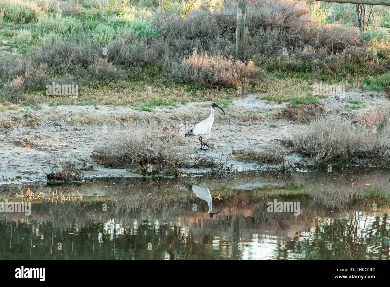 Gros plan blanc australien ibis, Threskiornis molucca, marche et alimentation dans son habitat naturel région du lac Bonney Riverland près de la ville de Barmer Banque D'Images