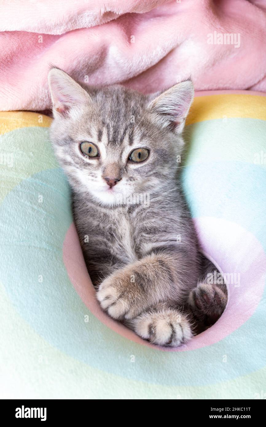 Chaton Curieux Banque De Photographies Et D Images A Haute Resolution Alamy