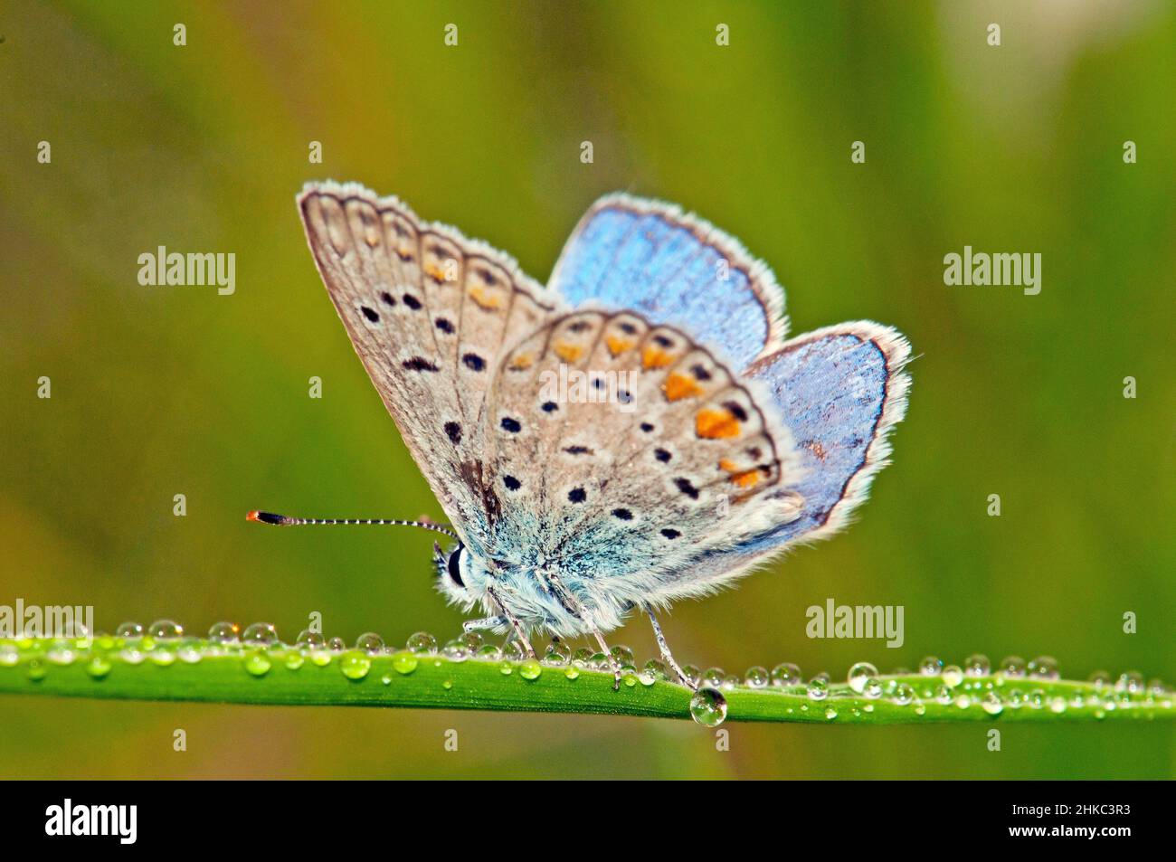 Papillon bleu commun, Polyommatus icarus Banque D'Images