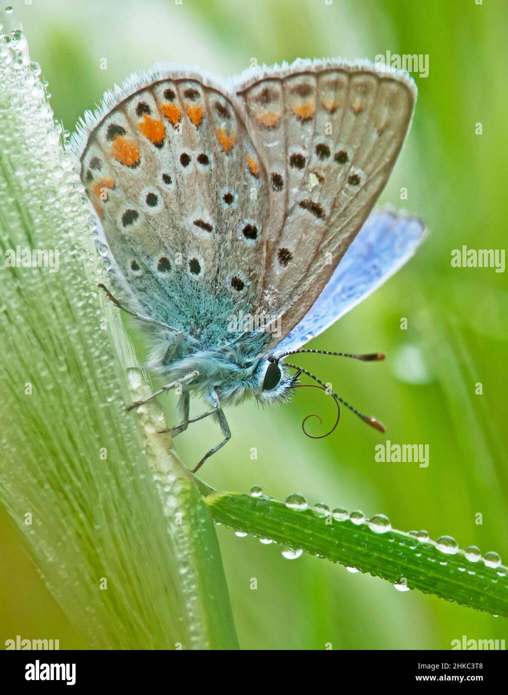 Papillon bleu commun, Polyommatus icarus Banque D'Images