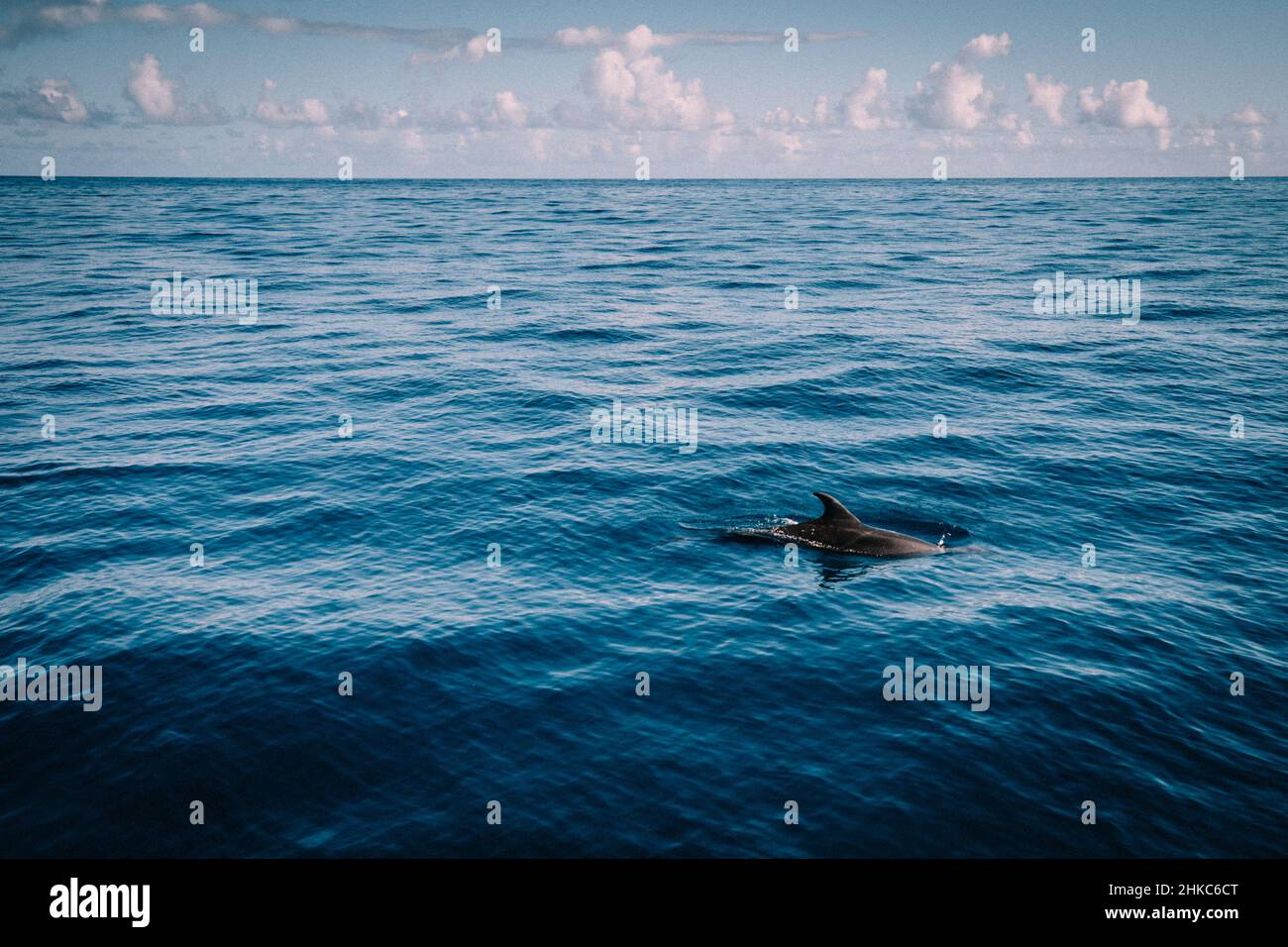 Solo Spinner Dolphin Fin surfaces dans le vaste océan bleu Banque D'Images