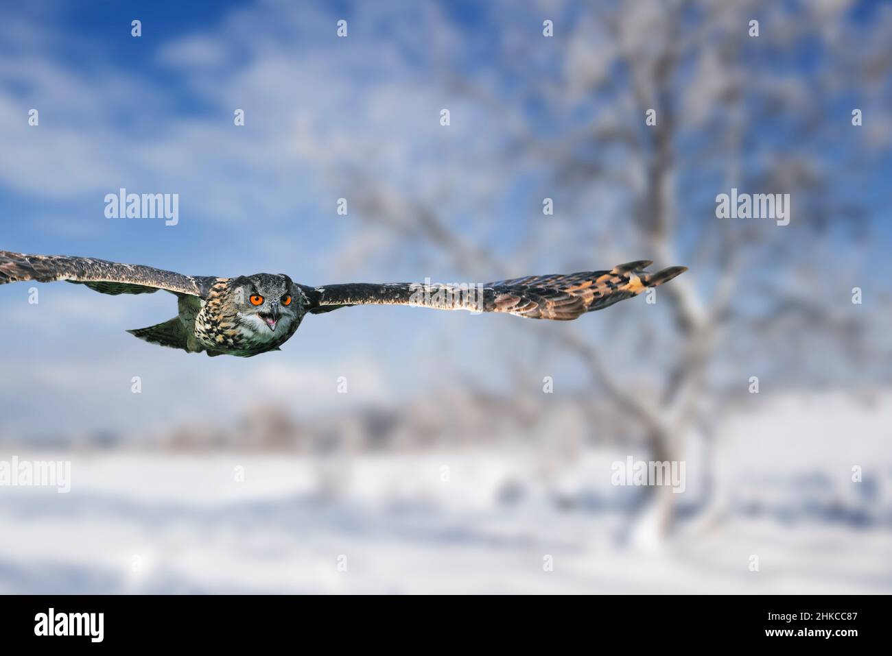 L'aigle-hibou eurasien (Bubo bubo) chasse en vol au-dessus des landes couvertes de neige en hiver Banque D'Images
