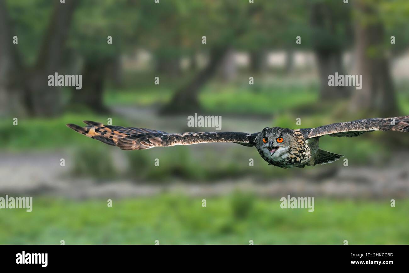 L'aigle-hibou eurasien (Bubo bubo) chasse en vol au bord de la forêt au crépuscule Banque D'Images