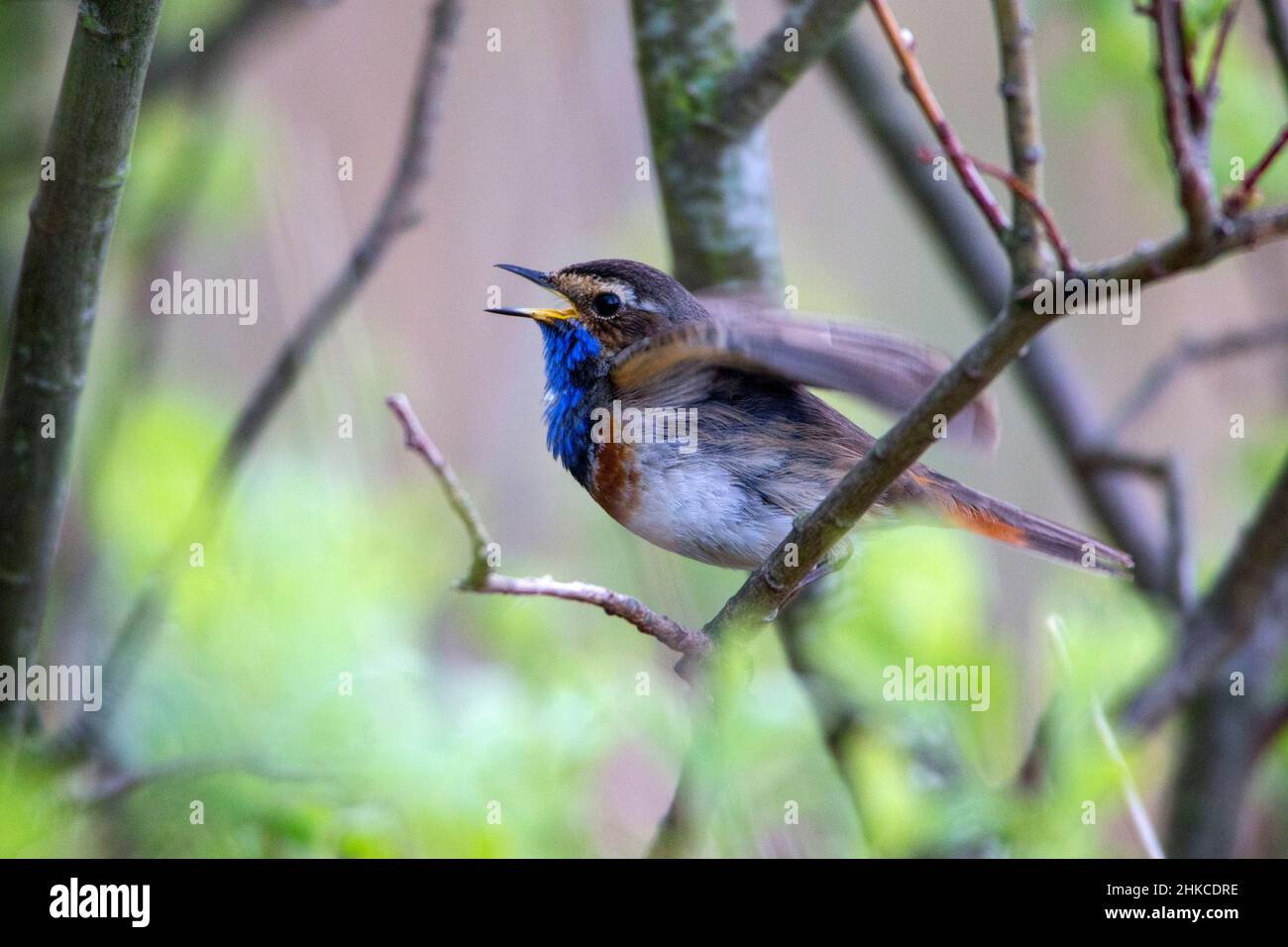 Bluethroat (Luscinia svecica) chant et exposition masculins, île de Texel, Hollande, Europe Banque D'Images