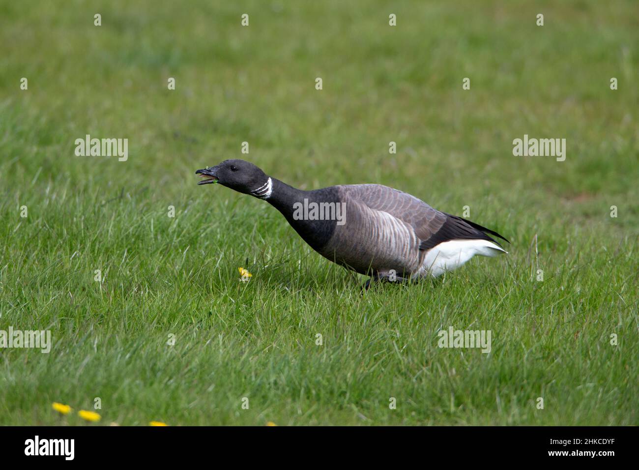 Brent Goose (Branta bernicla) montrant une agression, île de Texel, Hollande, Europe Banque D'Images