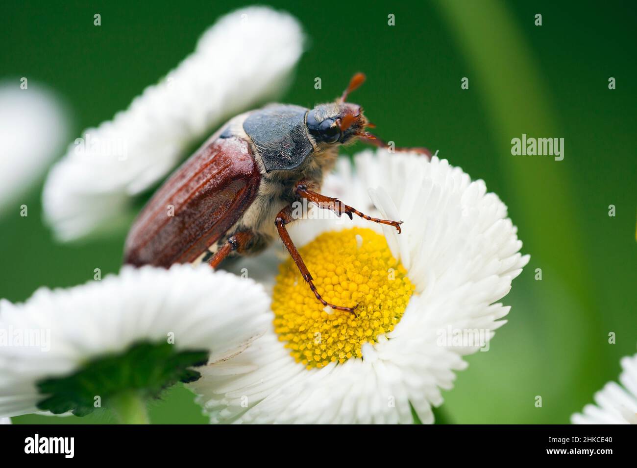 Cockchafer (Melolontha melolontha) sur Marguerite dans le jardin, Allemagne Banque D'Images