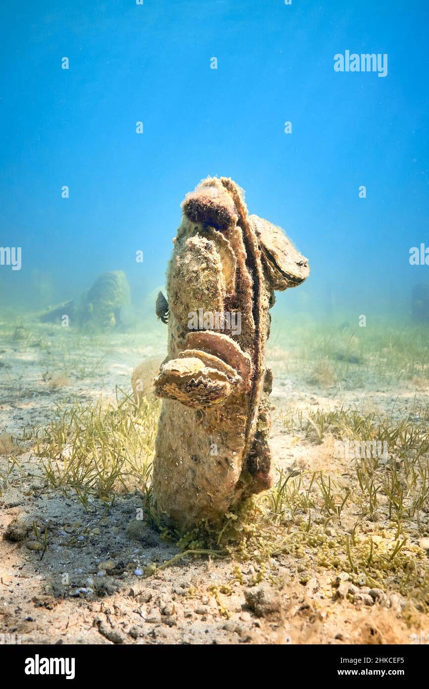 Un champ sous-marin de mussles de ventilateur (pinna nobilis), en sortant du fond sablonneux. Banque D'Images