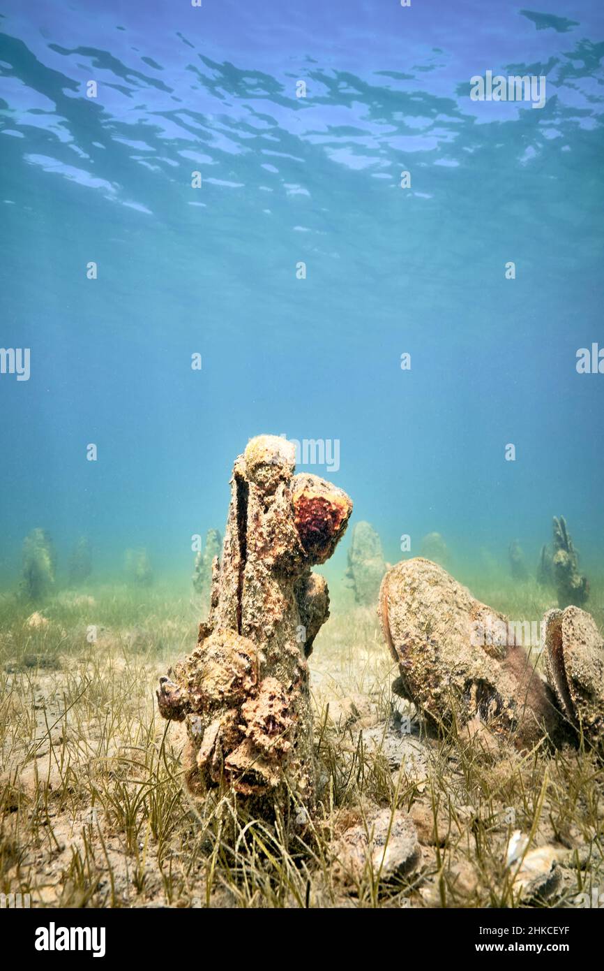 Un champ sous-marin de mussles de ventilateur (pinna nobilis), en sortant du fond sablonneux. Banque D'Images