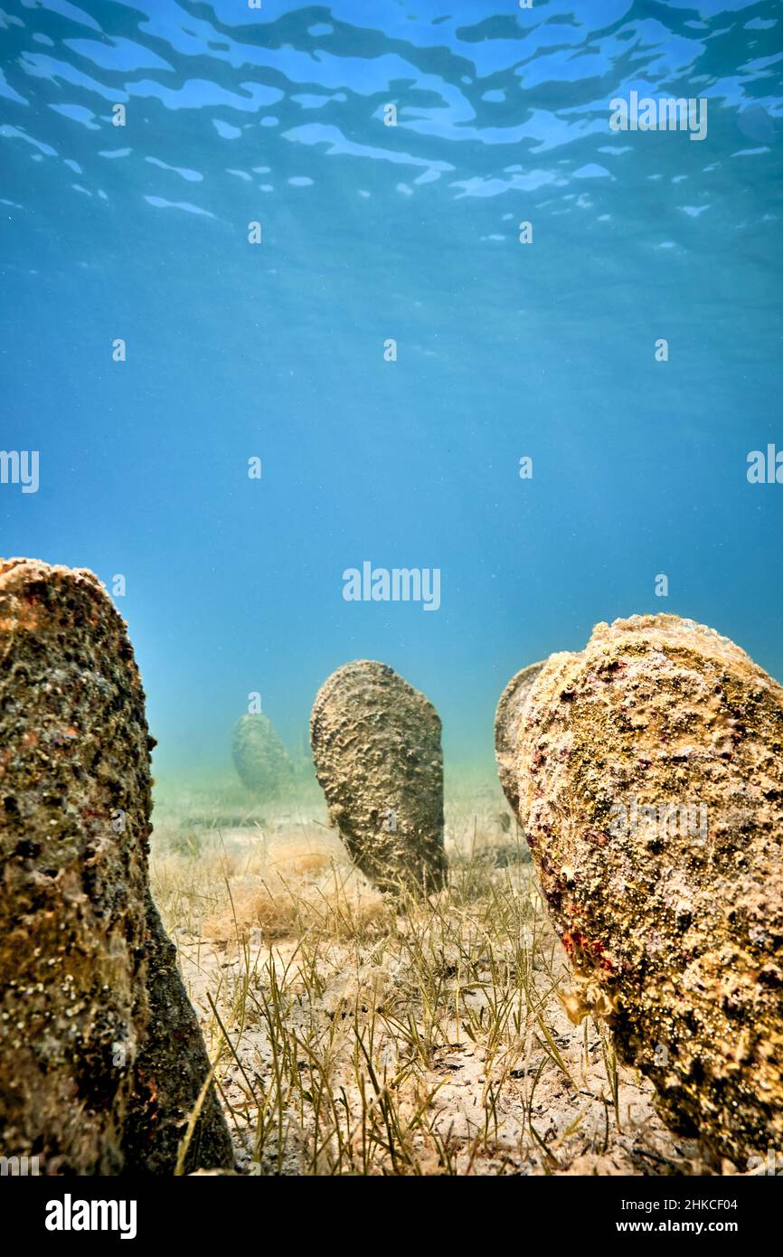 Un champ sous-marin de mussles de ventilateur (pinna nobilis), en sortant du fond sablonneux. Banque D'Images
