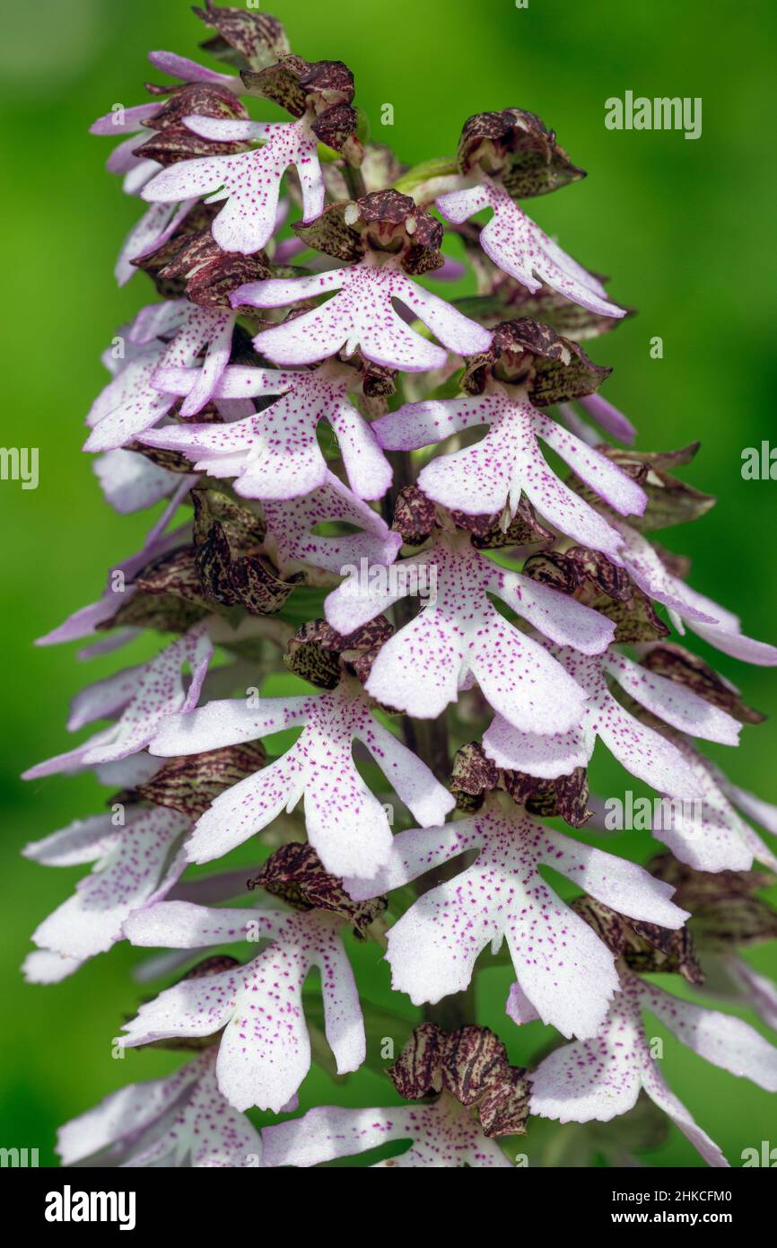 Fleurs de Lady Orchid (Orchis purpurea), Basse-Saxe, Allemagne Banque D'Images