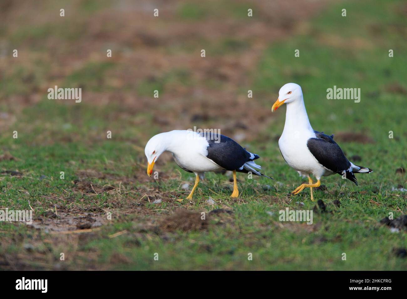 Petite paire de Mouettes noires (Larus marinus), Île de Texel, Hollande, Europe Banque D'Images