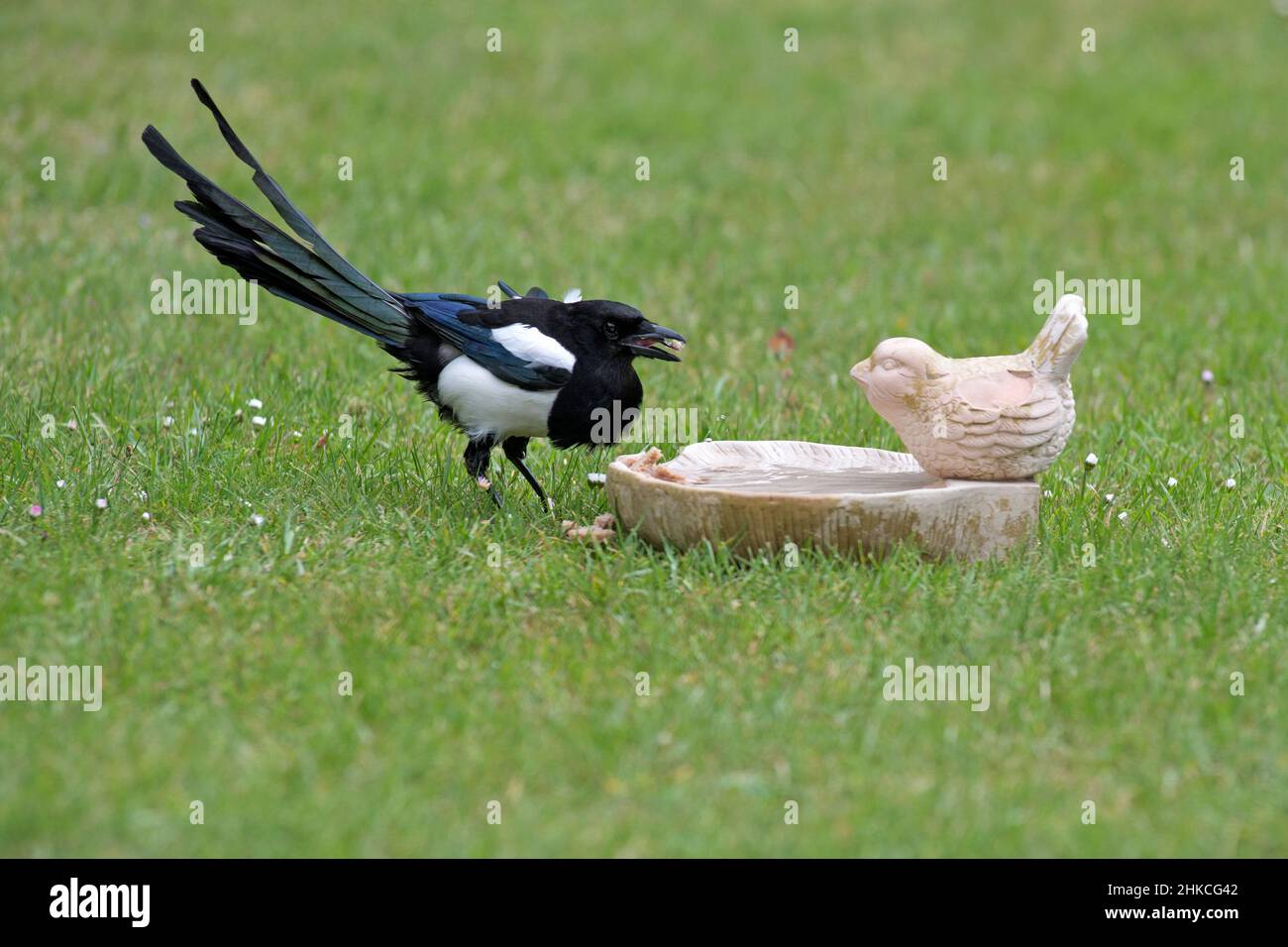 Common Magpie (Pica pica) boire à partir d'un bain d'oiseaux sur pelouse, île de Texel, Hollande, Europe Banque D'Images