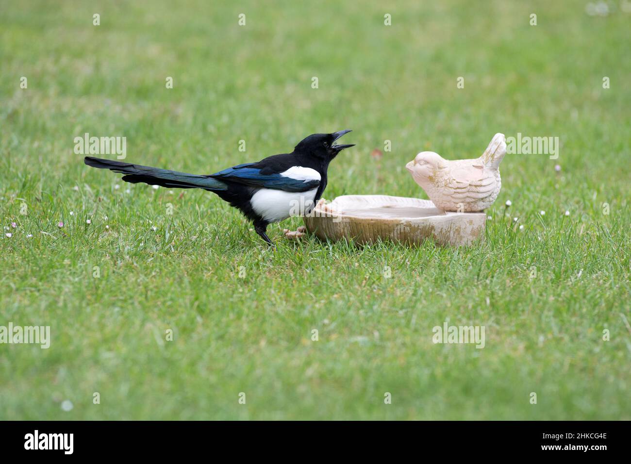 Common Magpie (Pica pica) boire à partir d'un bain d'oiseaux sur pelouse, île de Texel, Hollande, Europe Banque D'Images