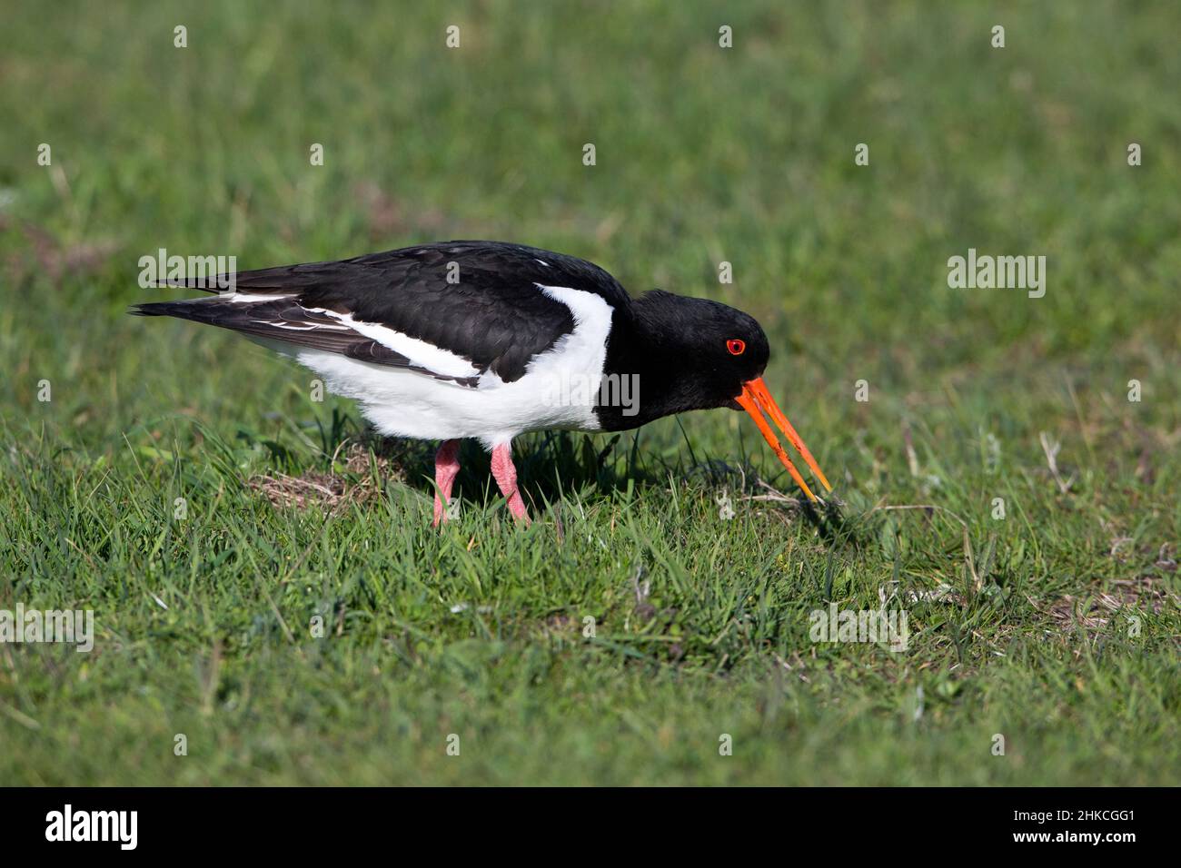 Oystercatcher (Haematopus ostralegus) manger du ver, île de Texel, Hollande, Europe Banque D'Images