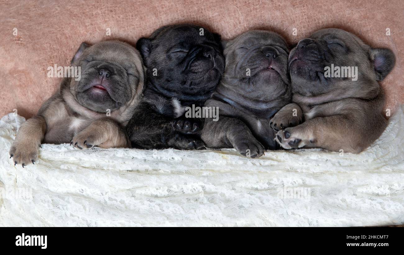 quatre jeunes chiots chiens de taureau français se coumaient ensemble en une rangée en dormant avec une couverture en arrière-plan en haut et en bas, en-tête idéal Banque D'Images
