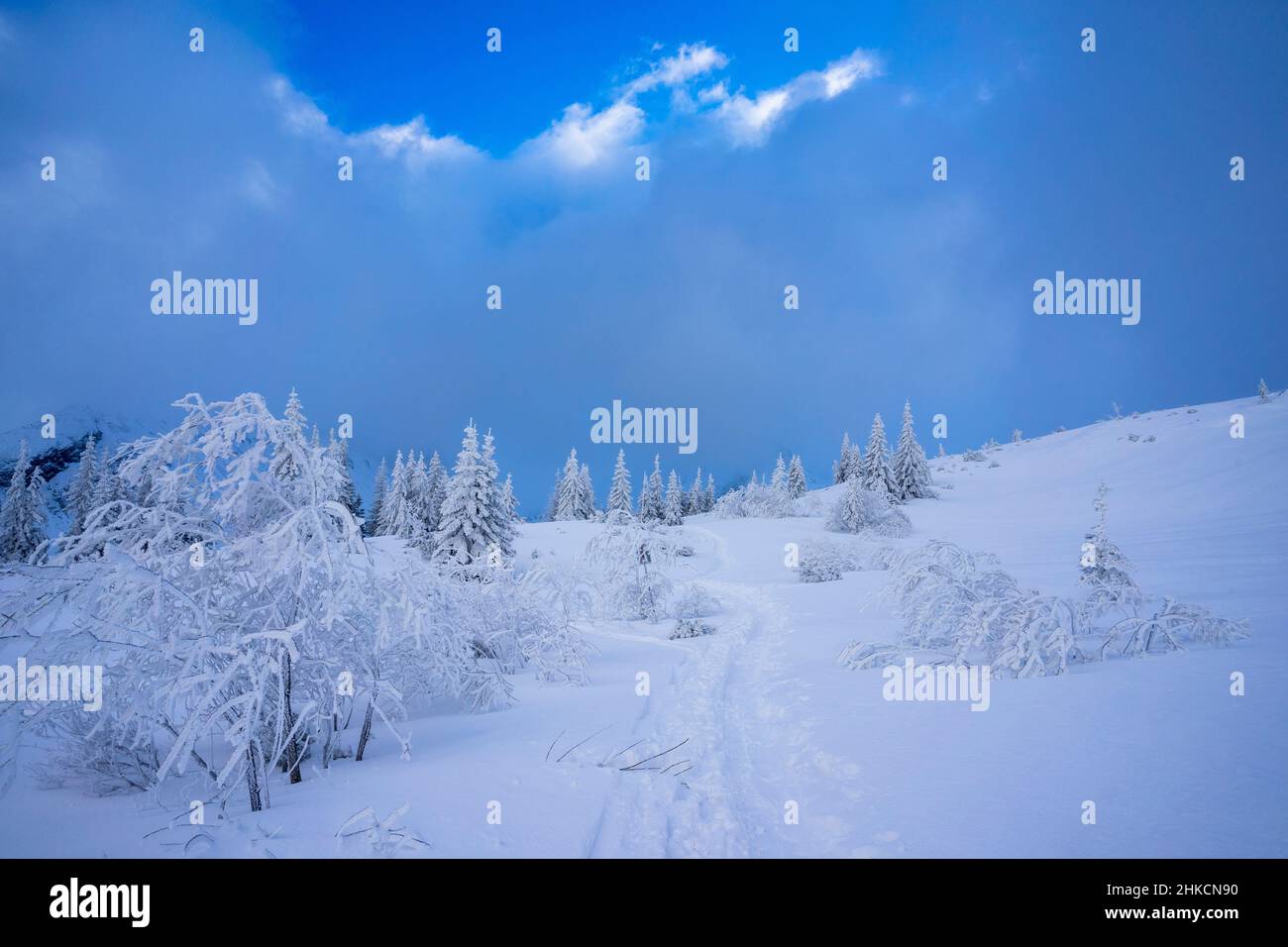 Un magnifique paysage de montagne avec des arbres enneigés.Parc national de Tatra.Pologne. Banque D'Images