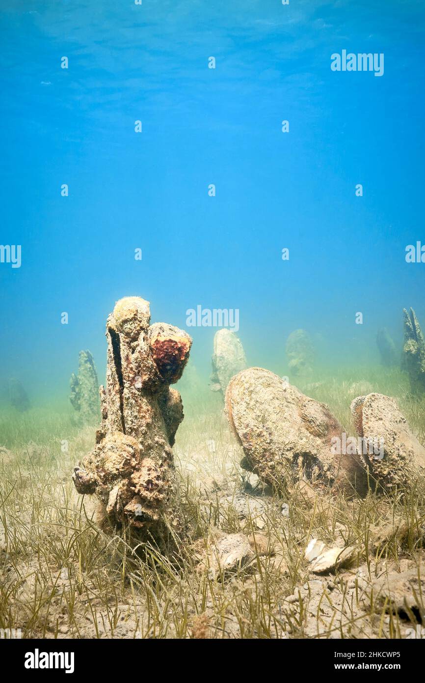 Un champ sous-marin de mussles de ventilateur (pinna nobilis), en sortant du fond sablonneux. Banque D'Images