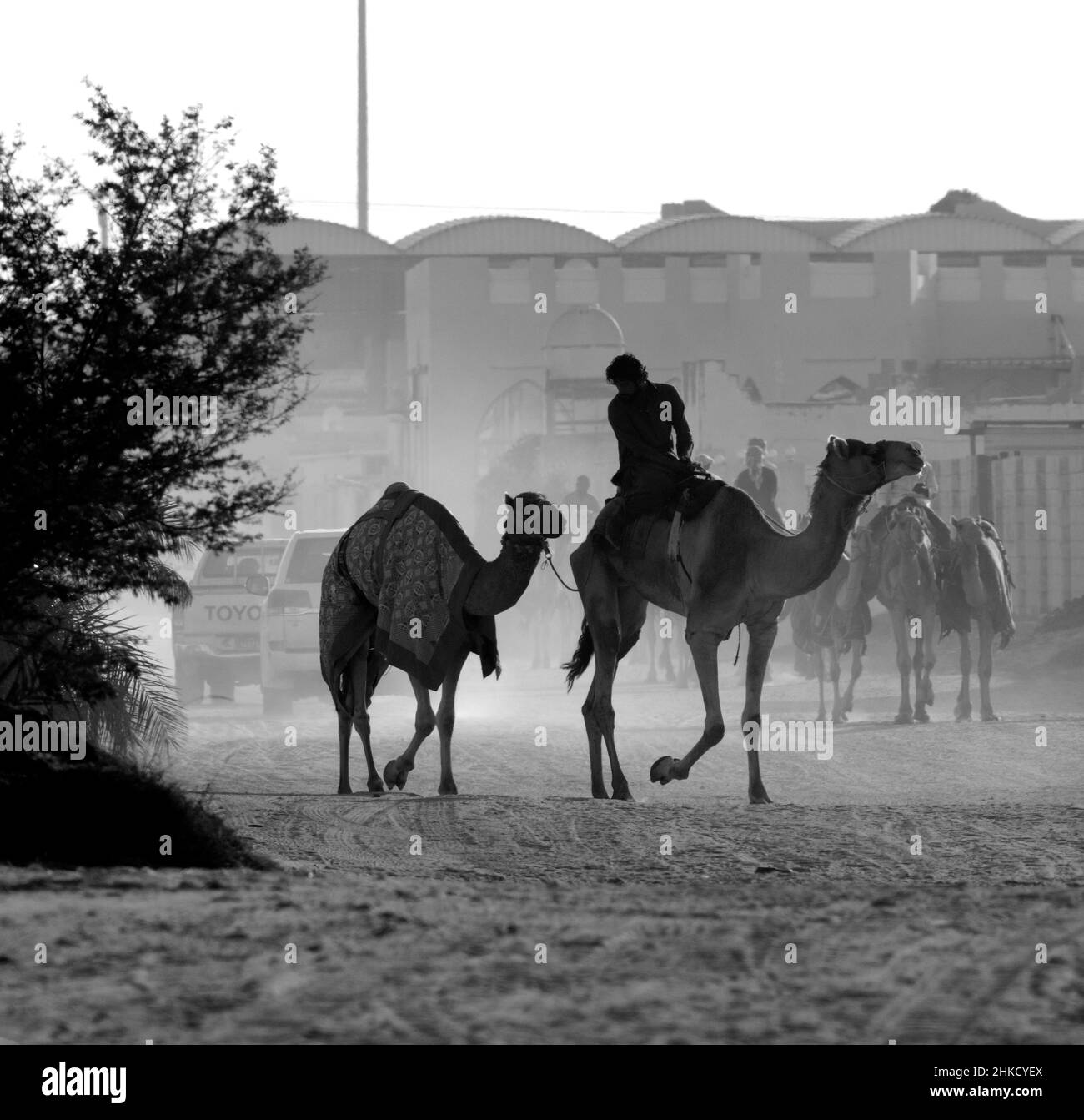 Course Arabian Camel à Shahaniya QATAR Banque D'Images