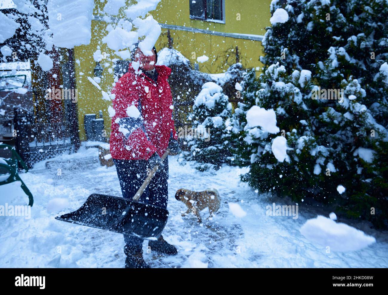 Femme adulte mature avec pelle à neige qui pele de la neige avec des chiens de race pug dans une cour couverte de neige. Banque D'Images