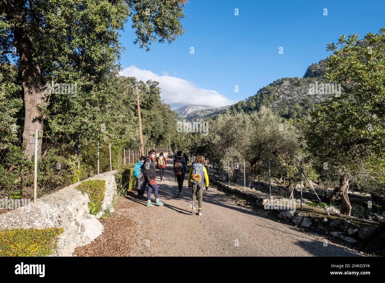 Binibona Road, Campanet, Majorque, Iles Baléares, Espagne Banque D'Images
