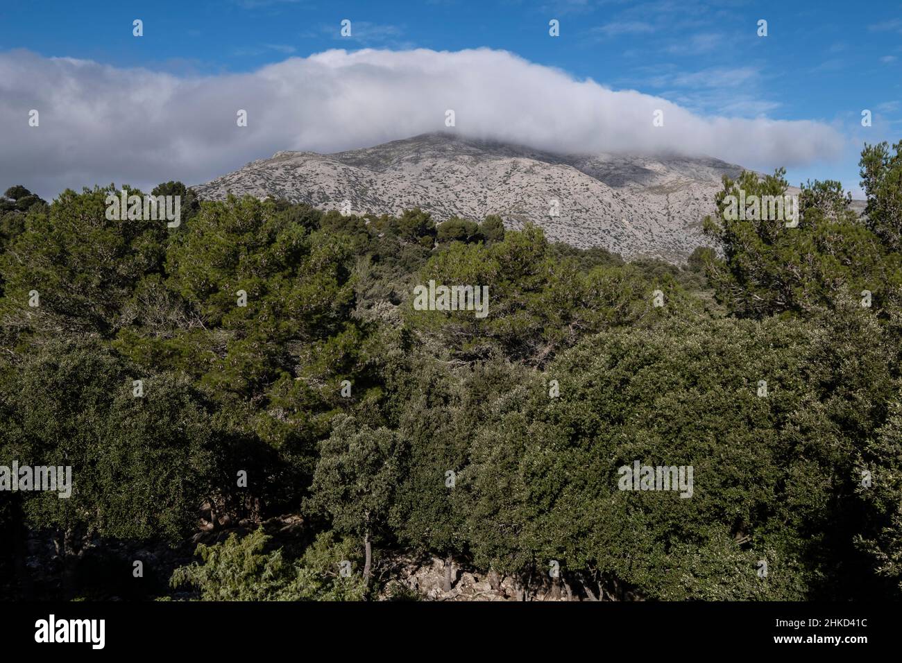 Puig Tomir, Majorque, Iles Baléares, Espagne Banque D'Images