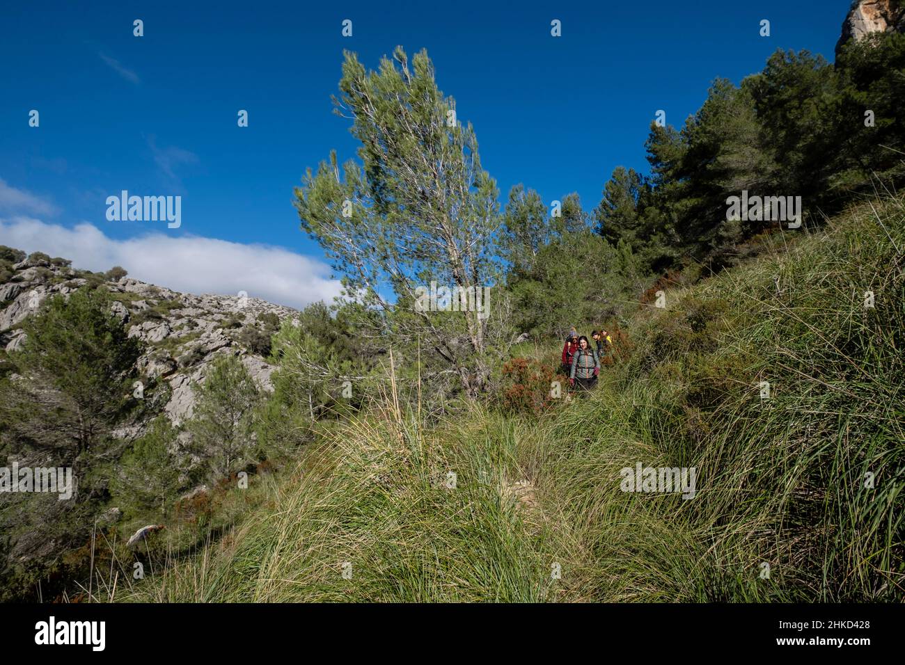 Randonneurs descendant le chemin de ses Figueroles, Campanet, Majorque, Iles Baléares, Espagne Banque D'Images