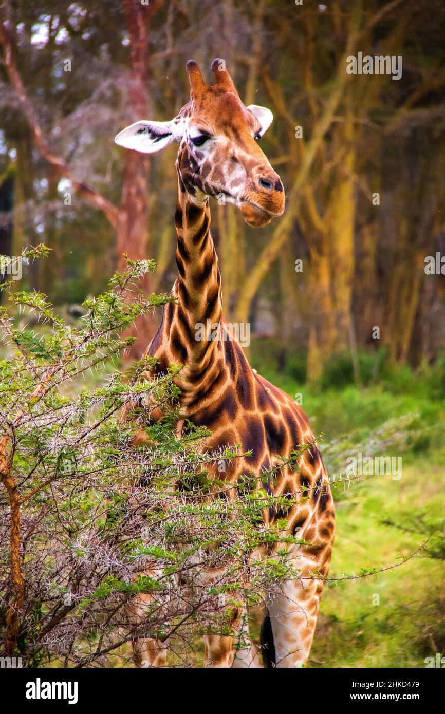 Vue rapprochée d'une girafe nubienne mangeant à partir d'une robinier sifflante à l'intérieur d'une forêt dans les terres boisées du parc national du lac Nakuru, Kenya Banque D'Images